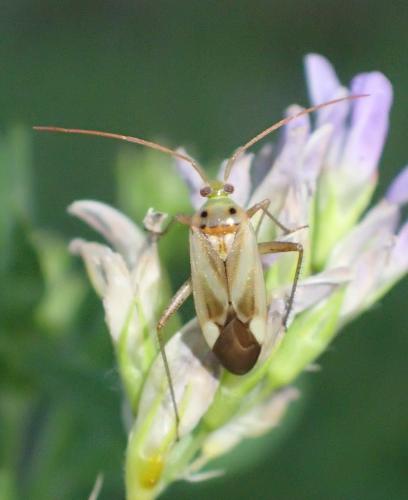 Réf. 203 680 : Adelphocoris lineolatus